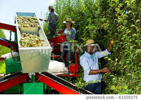 Farmers working on harvesting platform in garden 61320275