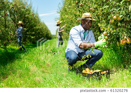 Man gathering harvest of pears in plastic crate 61320276