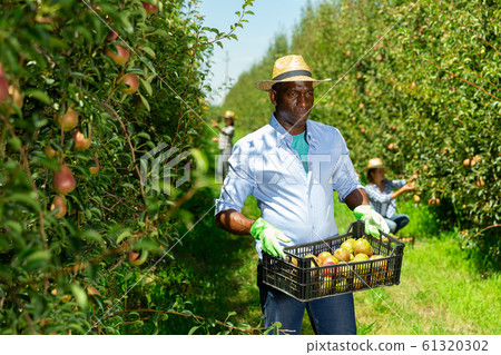 Man carrying box with pears 61320302