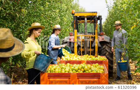 Farmers putting bruised apples in crate 61320396