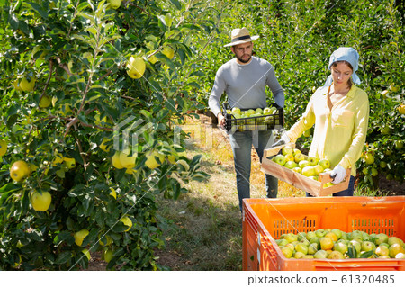 Woman holding box with picked apples Woman holding box with picked apples 61320485