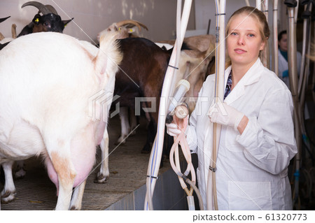 Farm woman worker in barn with cow milking machines Farm woman worker in barn with cow milking machines 61320773
