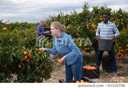 Woman picking tangerines Woman picking tangerines 61320798
