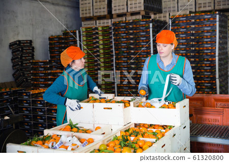 Focused women working at citrus warehouse, checking and marking tangerines in boxes Focused women working at citrus warehouse, checking and marking tangerines in boxes 61320800