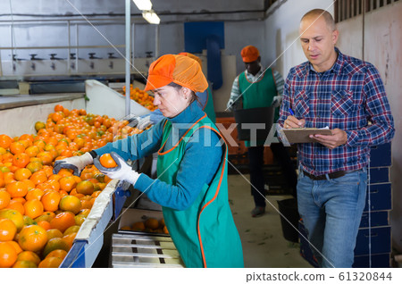 Nice man controlling sorting of mandarins Nice man controlling sorting of mandarins 61320844