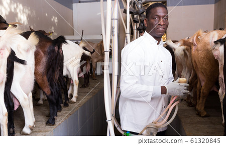 African American preparing for machine milking of goats 61320845