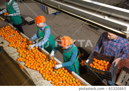 Young male and female workers sorting mandarins Young male and female workers sorting mandarins 61320863