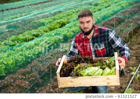 Portrait of farmer with box of vegetables on the background of seedbed 61321527