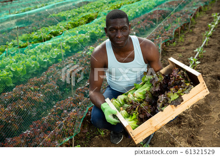 Worker with box of vegetables on the background of seedbed 61321529
