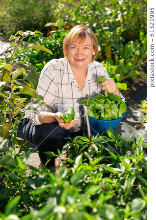 Portrait of mature woman with harvest of bell peppers on the field Portrait of mature woman with harvest of bell peppers on the field 61321995