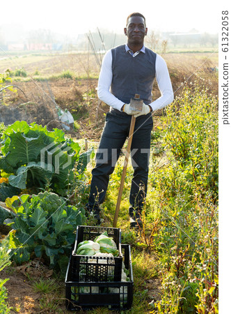 Male with hoe next to growing cauliflowers 61322058