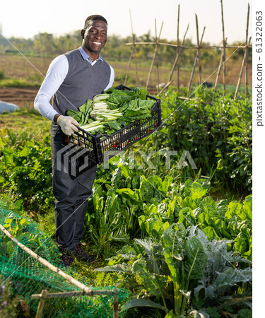Farmer with box of leaf beets Farmer with box of leaf beets 61322063