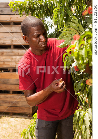 Ordinary male worker working on peach plantation 61322250