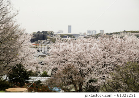 櫻花和城市 61322251
