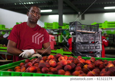 Workman preparing peaches for storage Workman preparing peaches for storage 61322274