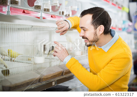 male customer deciding on best bird to keep in pet shop male customer deciding on best bird to keep in pet shop 61322317