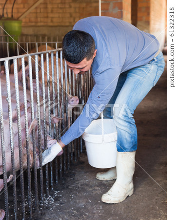 Portrait of adult male farmer feeding pigs Portrait of adult male farmer feeding pigs 61322318