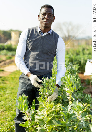 Gardener checking legume bushes Gardener checking legume bushes 61322328