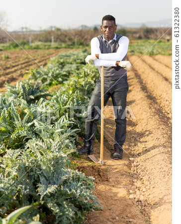 Male with hoe next to artichoke plants 61322380