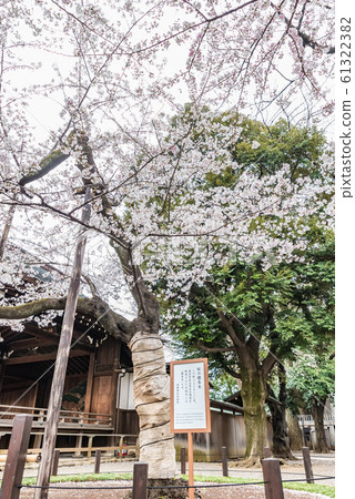 櫻花標本樹東京靖國神社 61322382