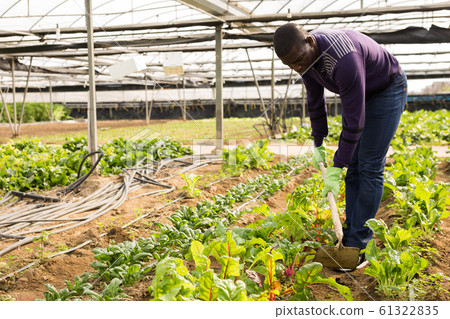 Worker spuds plants in a greenhouse 61322835
