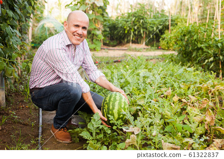 Gardener inspecting watermelons in greenhouse Gardener inspecting watermelons in greenhouse 61322837