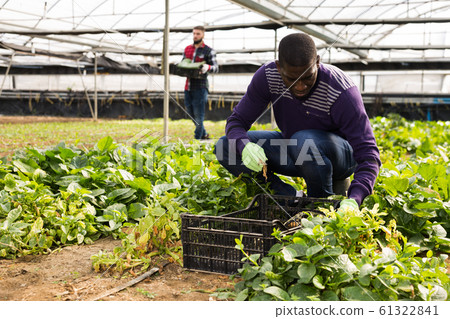 Farmer controlling process of growing of plants in glasshouse Farmer controlling process of growing of plants in glasshouse 61322841