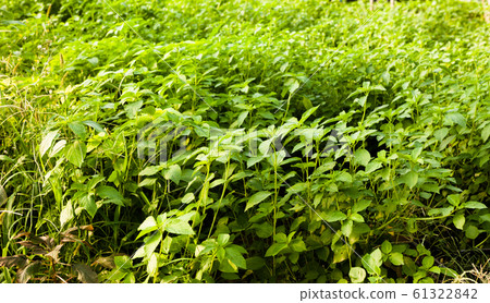 White jute plantation in greenhouse White jute plantation in greenhouse 61322842