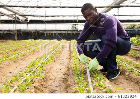 Farmer gardener in gloves working with seedlings gardening 61322924