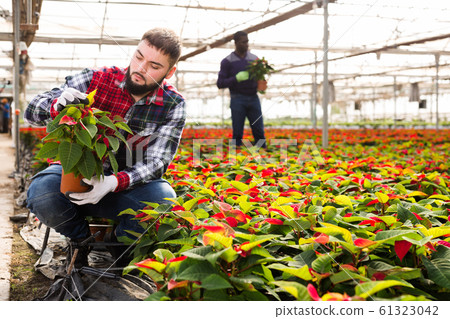 Men supervising growth of Poinsettia plants Men supervising growth of Poinsettia plants 61323042
