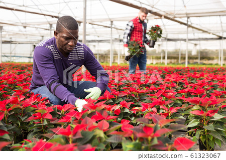 African worker caring of Euphorbia pulcherrima African worker caring of Euphorbia pulcherrima 61323067