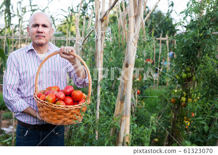 Gardener with tomatoes harvest 61323070