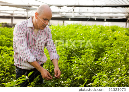 Gardener inspecting white jute plants Gardener inspecting white jute plants 61323073