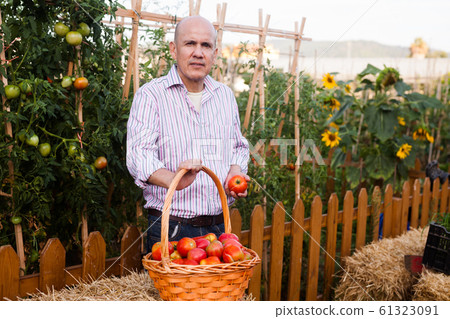 Gardener with tomatoes harvest 61323091