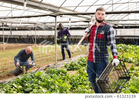Three male farmers working at greenhouse 61323139