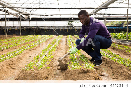 Worker spuds plants in a greenhouse 61323144