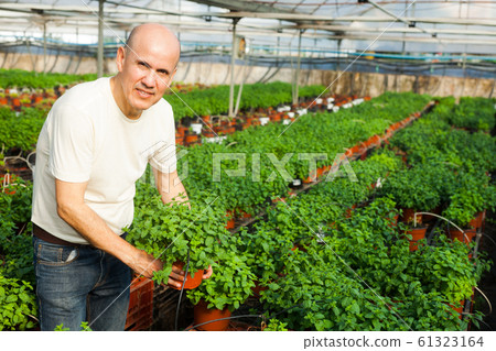 Gardener working with mint plants Gardener working with mint plants 61323164