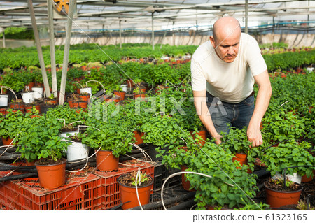 Gardener working with mint plants Gardener working with mint plants 61323165