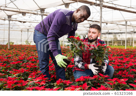 Two men controlling quality of Euphorbia pulcherrima Two men controlling quality of Euphorbia pulcherrima 61323166