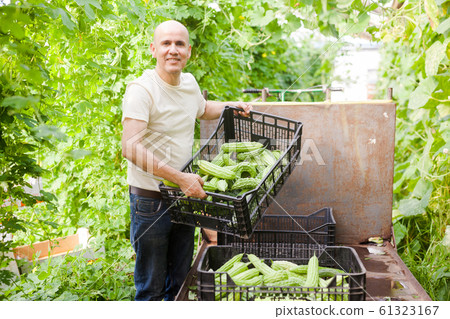 Man harvesting bitter gourd Man harvesting bitter gourd 61323167