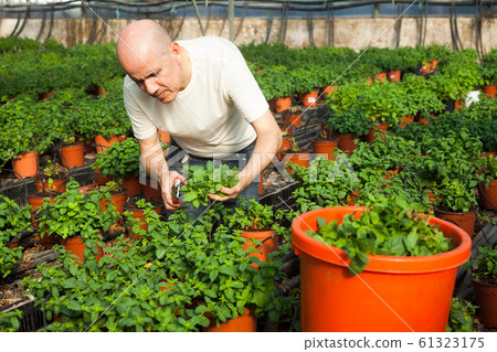 Gardener working with mint plants Gardener working with mint plants 61323175