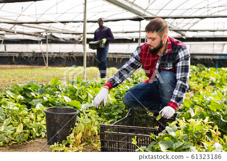 Group of farmers work in greenhouse 61323186