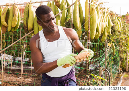 Farmer holding harvest of Luffa plants Farmer holding harvest of Luffa plants 61323198