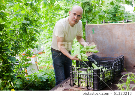 Man harvesting bitter gourd 61323213