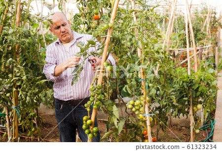Man cutting tomatoes plants Man cutting tomatoes plants 61323234