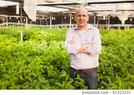 Gardener inspecting white jute plants Gardener inspecting white jute plants 61323235