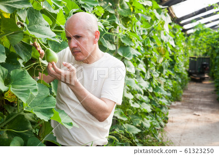 Gardener inspecting zucchinis plants 61323250