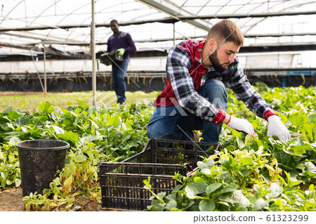 Group of farmers work in greenhouse Group of farmers work in greenhouse 61323299