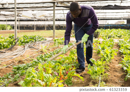 Worker spuds plants in a greenhouse Worker spuds plants in a greenhouse 61323359
