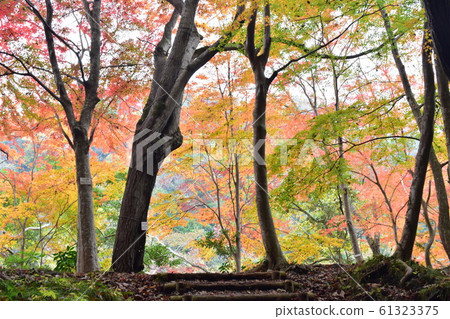 Autumn leaves viking 61323375